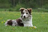 BORDER COLLIE 1003
